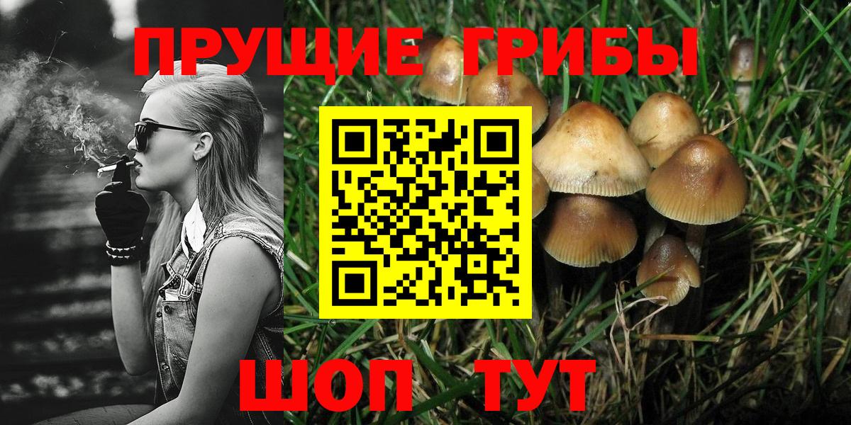 Псилоцибиновые грибы Psilocybe Прокопьевск